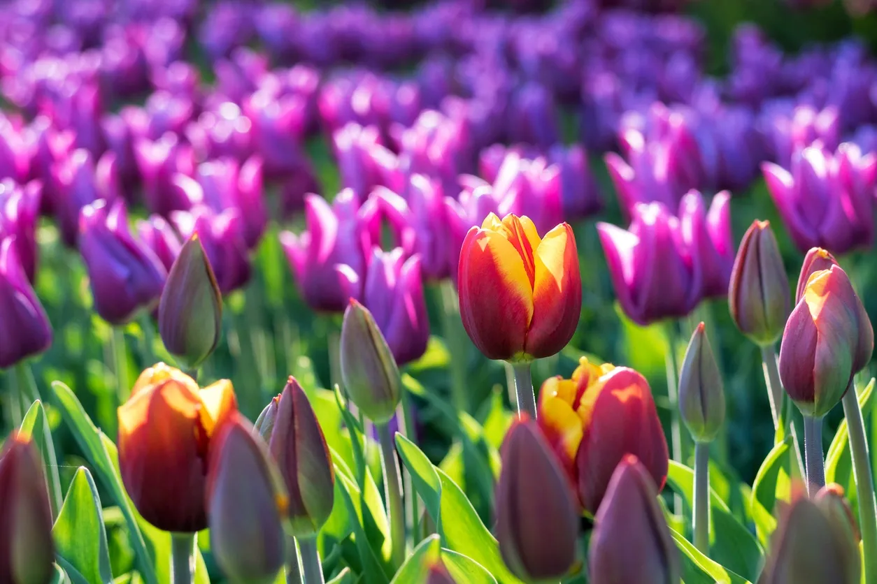 Spring Update
